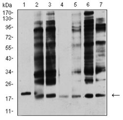 Apc10 Antibody (3E9A9) - BSA Free, Novus Biologicals:Antibodies:Primary